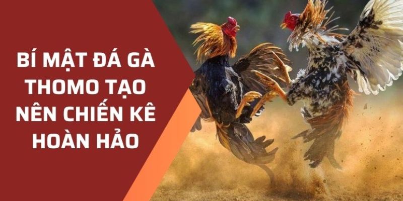 Tìm hiểu về game đá gà Thomo